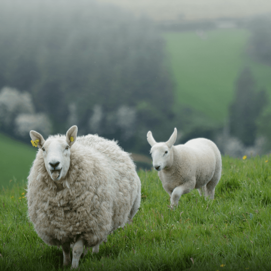 Sheep in pasture